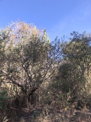 Ramirezella penduliflora