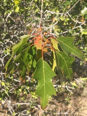Quercus gravesii
