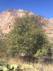 Quercus gravesii