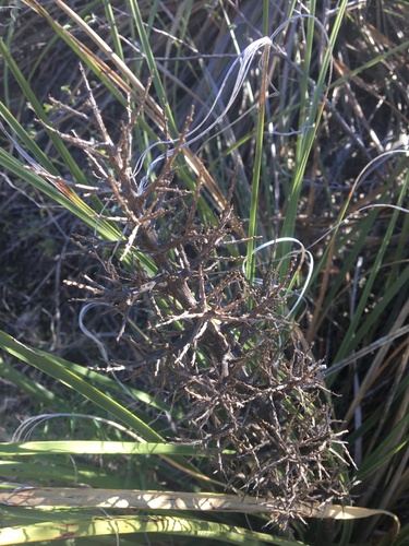 Nolina erumpens