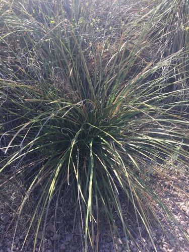 Nolina erumpens
