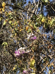 Ramirezella penduliflora