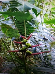 Heliconia aemygdiana