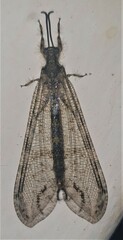 Acanthaclisini