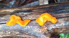 Tremella mesenterica