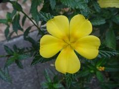 Pavonia sepium