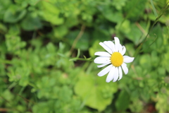 Anthemideae