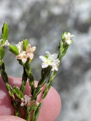 Lachnaea laniflora