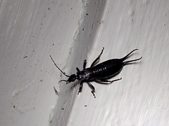 Ancistrogaster variegata