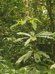 Actinodaphne