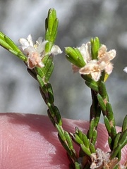 Lachnaea laniflora