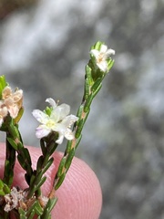 Lachnaea laniflora
