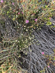 Lachnaea laniflora