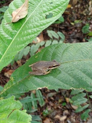Indosylvirana nicobariensis