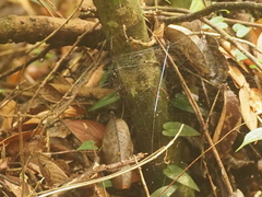 Psechrus