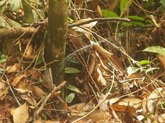 Psechrus
