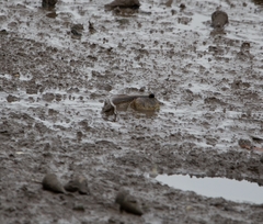 Periophthalmodon schlosseri