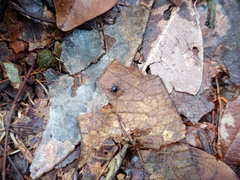 Nannenus syrphus