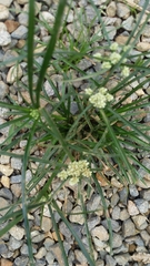 Cyperus luzulae