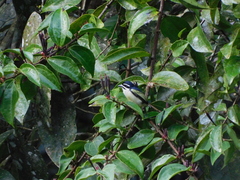 Pogoniulus bilineatus