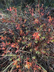 Euphorbia spinosa