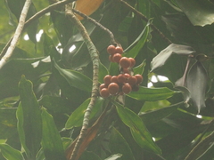 Dracaena elliptica