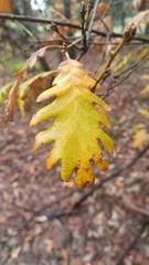 Quercus pyrenaica