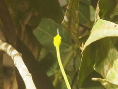 Ahaetulla mycterizans