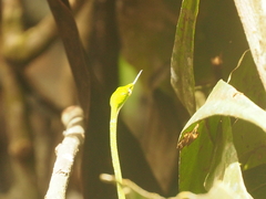 Ahaetulla mycterizans