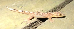 Thecadactylus