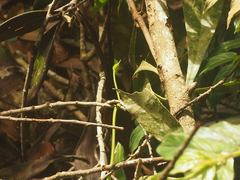 Ahaetulla mycterizans