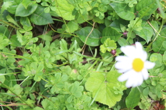 Anthemideae