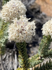 Lachnaea pomposa