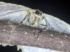Ectropis bhurmitra