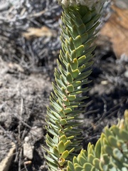 Lachnaea pomposa