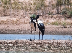 Ephippiorhynchus asiaticus