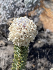 Lachnaea pomposa