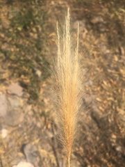 Eleusininae