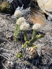 Lachnaea pomposa