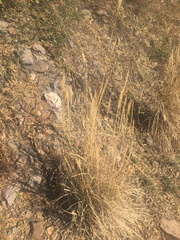 Eleusininae