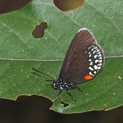 Eumaeus toxea
