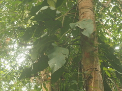 Epipremnum giganteum