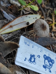 Pluteus