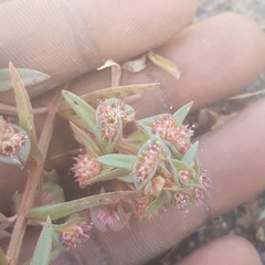 Ammannia senegalensis