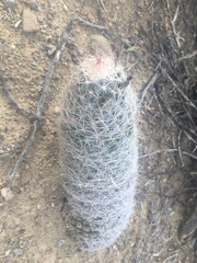 Escobaria tuberculosa