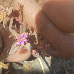 Ammannia senegalensis