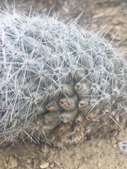 Escobaria tuberculosa