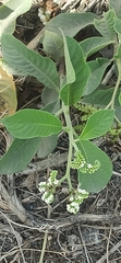 Tournefortia pubescens