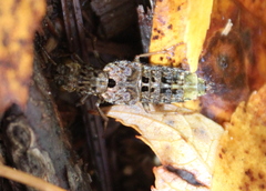 Ontholestes cingulatus