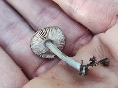 Pluteus